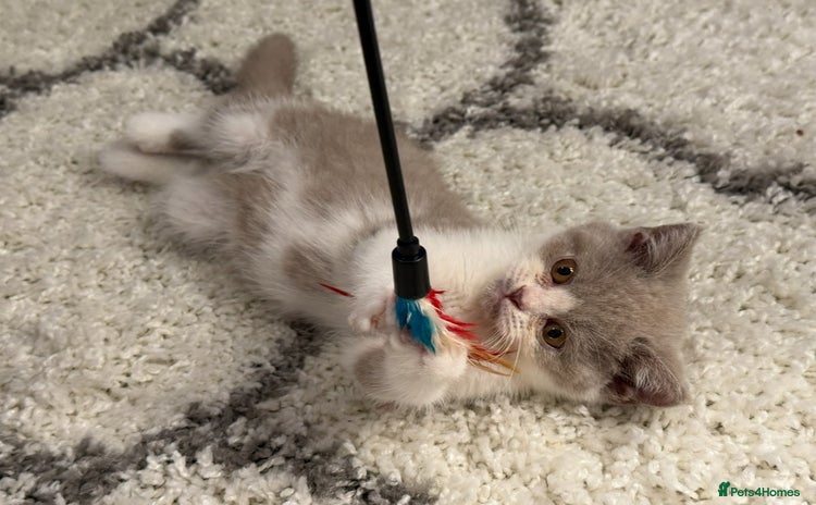 British Shorthair cats for sale - Advert 3