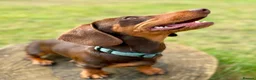 Miniature Dachshund dogs for sale: KC HEALTH TESTED MINIATURE DACHSHUNDS- LICENSED  - Advert 33