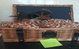 Yorkshire Terrier dogs for sale: Yorkshire terrier puppies  - Image 4