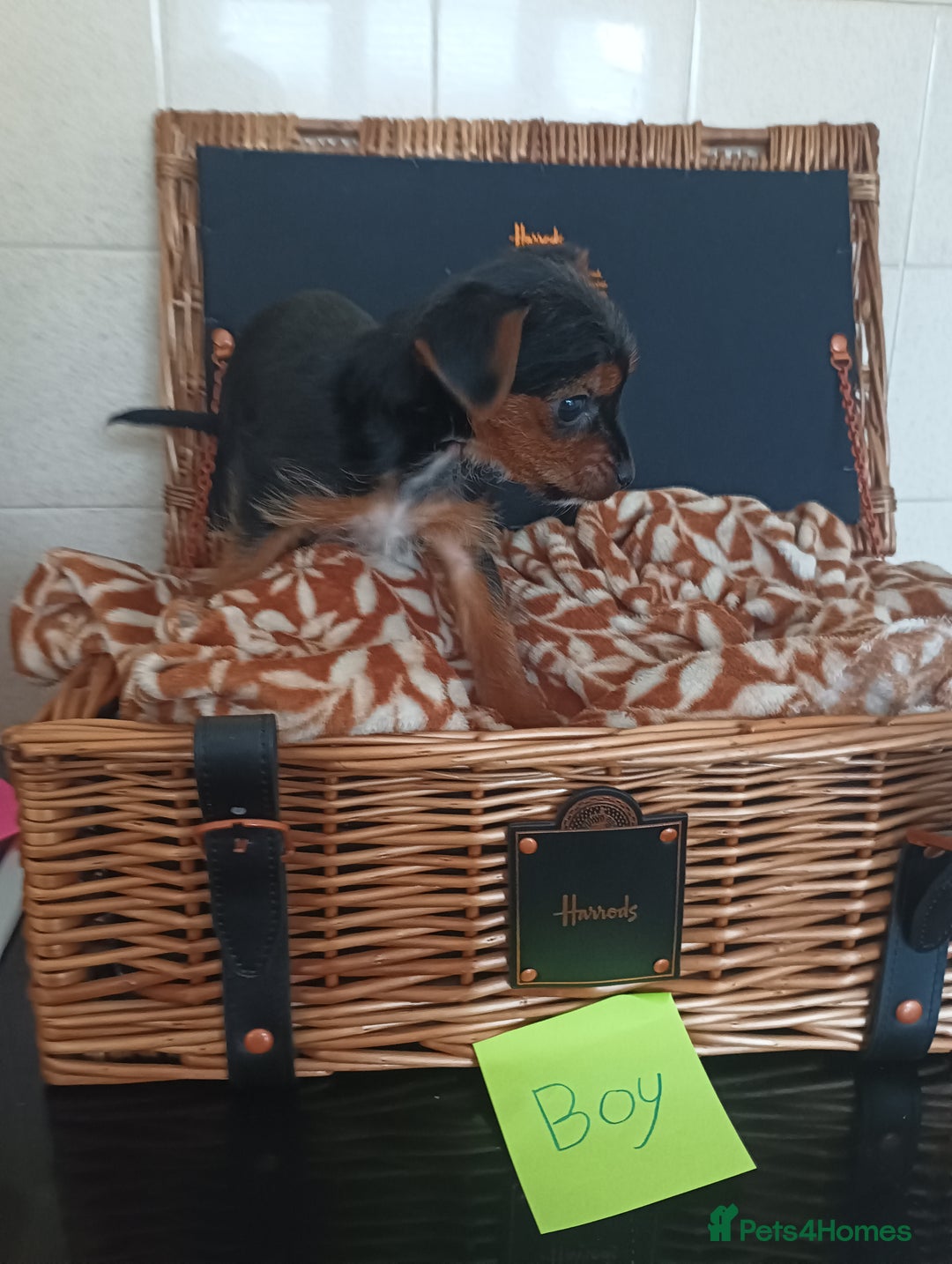 Yorkshire Terrier dogs for sale: Yorkshire terrier puppies  - Image 4