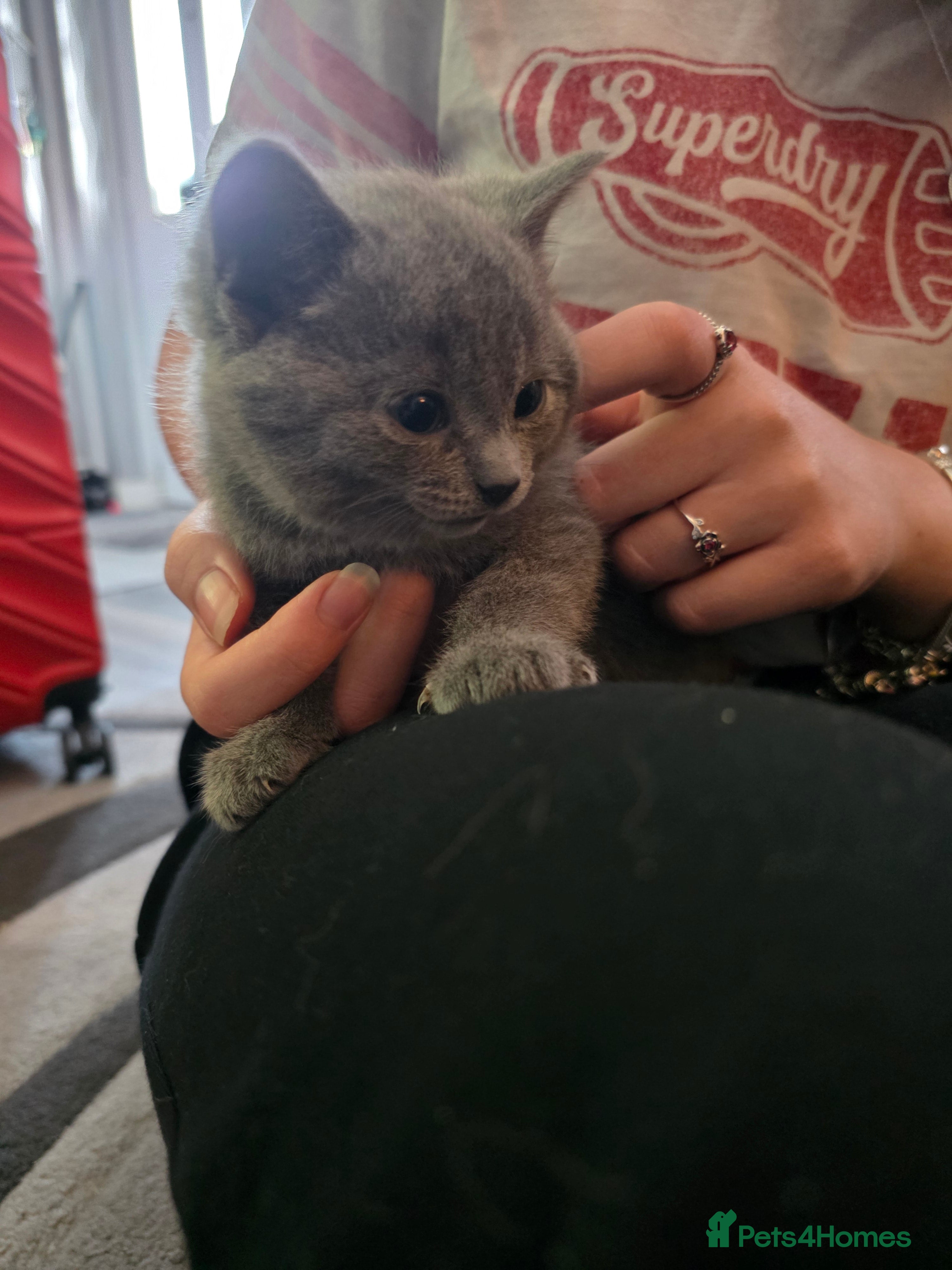British Shorthair cats BSH cross 4 female 3 male pure grey ready now - Advert 2