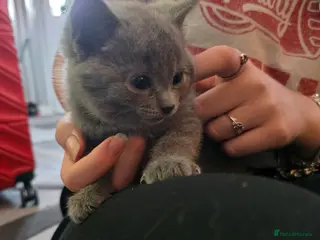 British Shorthair cats BSH cross 4 female 3 male pure grey ready now - Advert 1