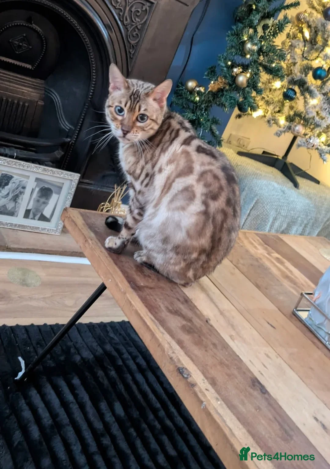 Bengal cats for sale: Female bengal - Advert 2