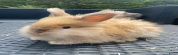 Angora rabbits for sale: Pure bred Angora bunnies £185 - Advert 9