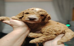 Cockapoo dogs for sale: F3 cockapoo  - Image 17