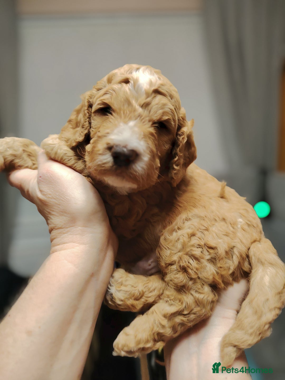 Cockapoo dogs for sale: F3 cockapoo  - Image 17