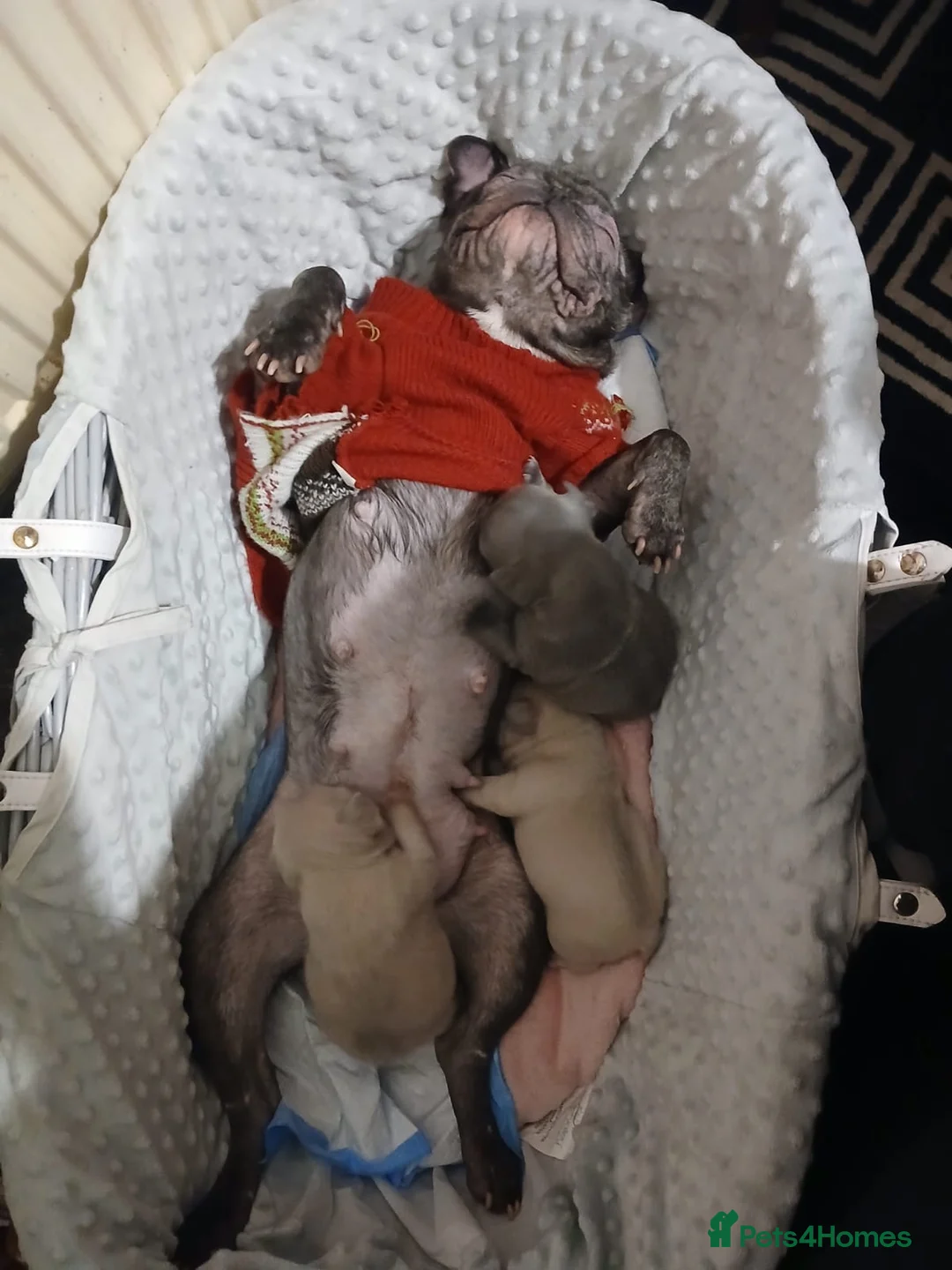 French Bulldog dogs for sale: 2 Girl  - Advert 2