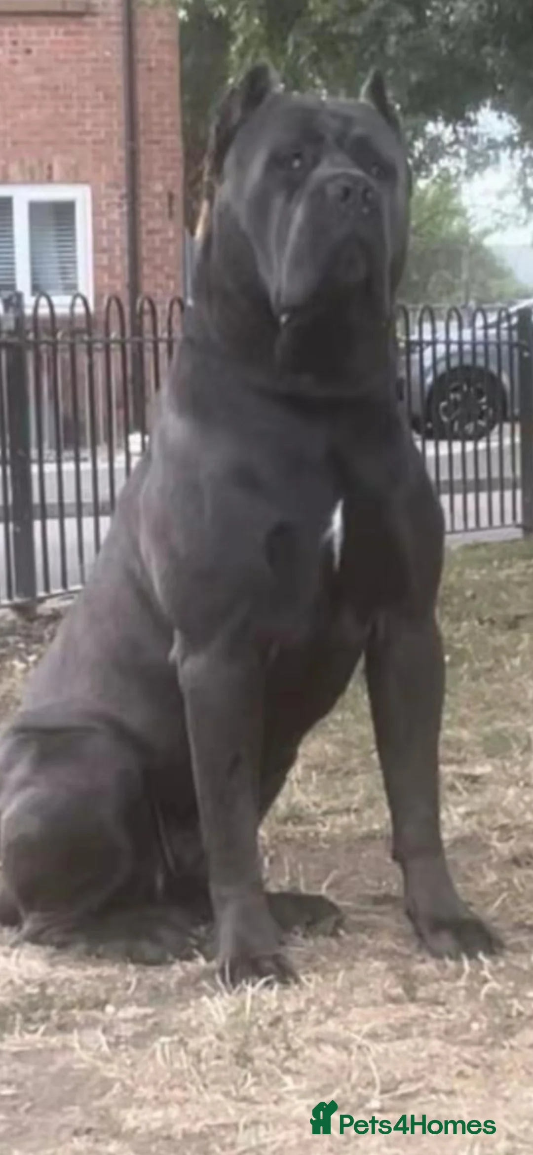 Cane Corso dogs for sale: Healthy adorable puppies Breed Cain corse.    - Advert 8