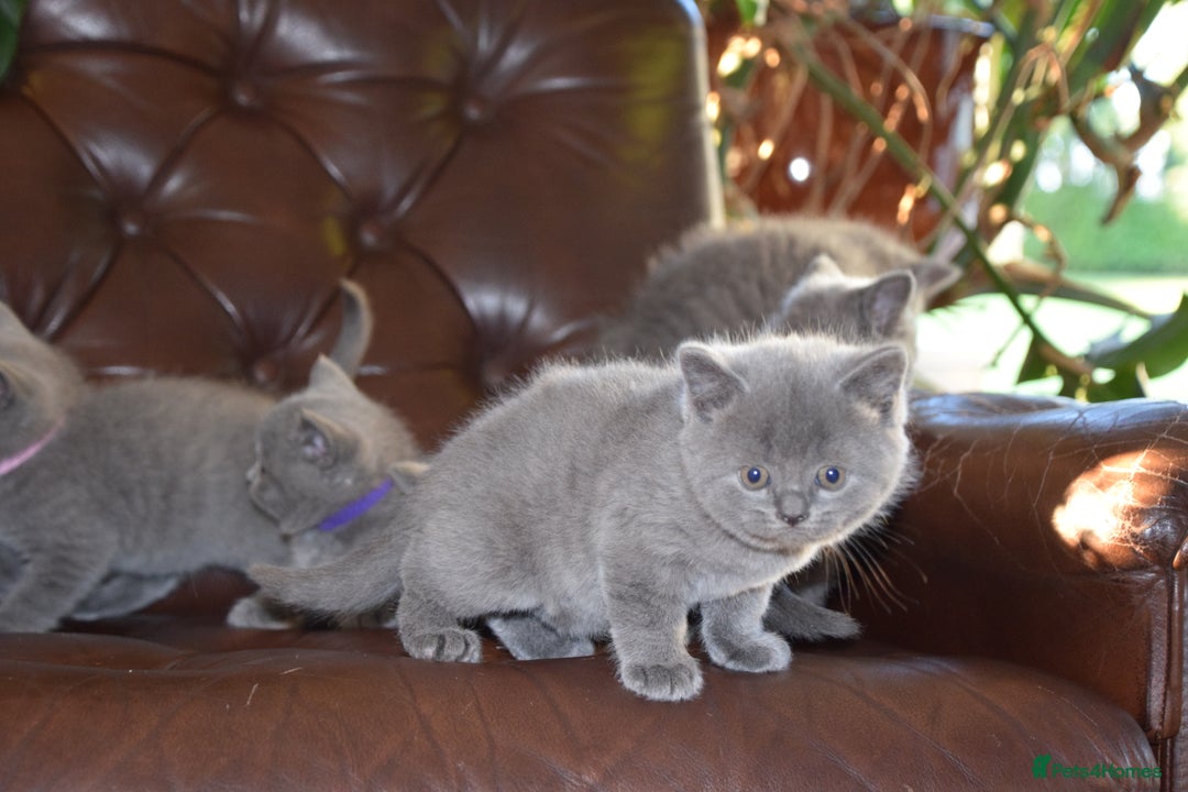British Shorthair cats for sale: BSH Blue kittens, 3xgirls 3xboys - Image 16