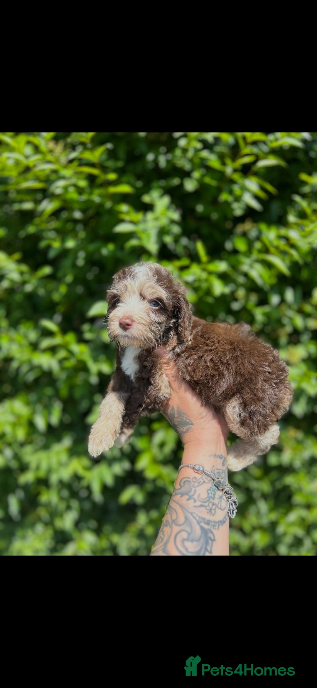 Cockapoo dogs for sale: F1 Toy Cockapoos - Image 4