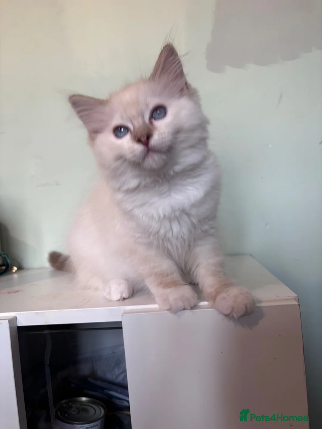 Ragdoll cats for sale: (Upd pics) GCCF registered kittens - Advert 2