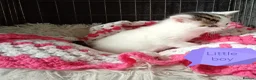 Mixed Breed cats for sale: Kittens adorable  - Advert 16