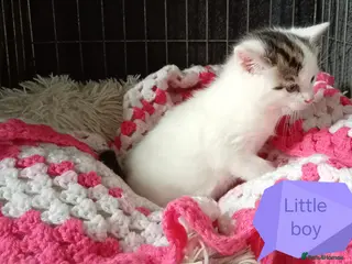 Mixed Breed cats Ginger and different coloured kittens - Advert 5