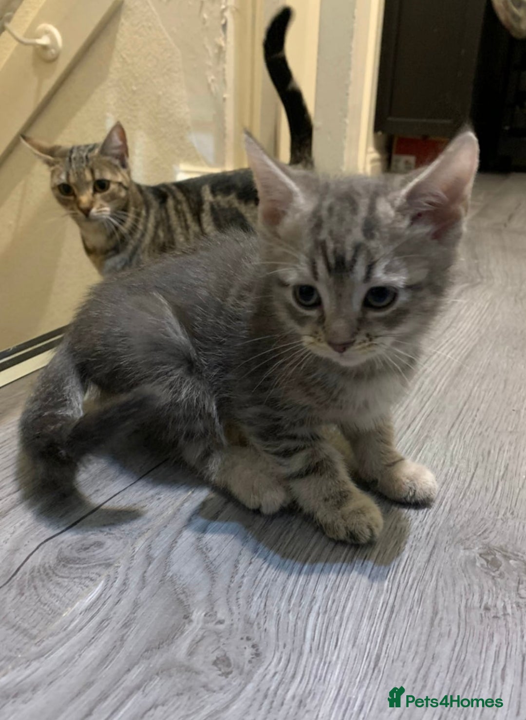 American Shorthair cats for sale: 16 weeks old kitten - Advert 7