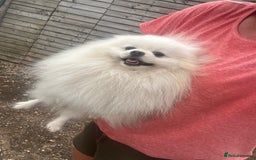 Pomeranian dogs for sale: Pom male kc reg £600 - Image 3