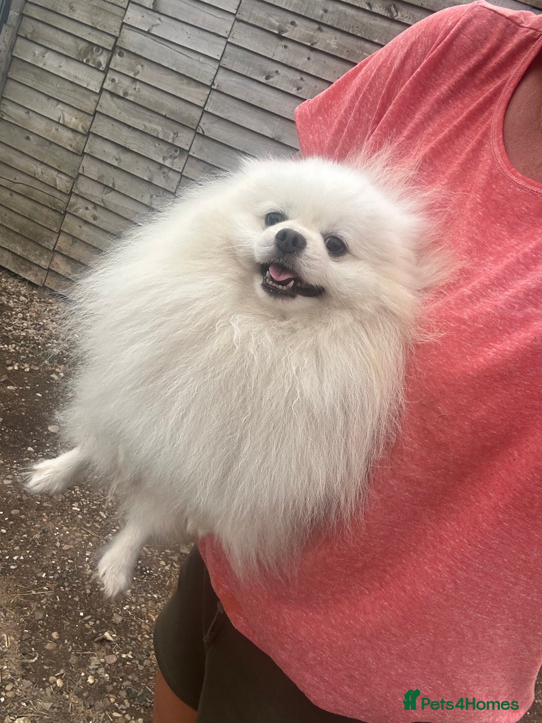 Pomeranian dogs for sale: Pom male kc reg £600 - Image 3