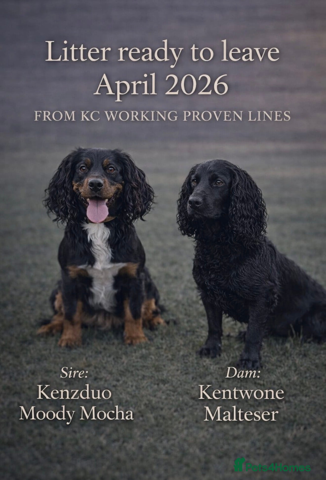 Cocker Spaniel dogs 4 stunning cocker spaniel puppies!🐶  - Advert 18