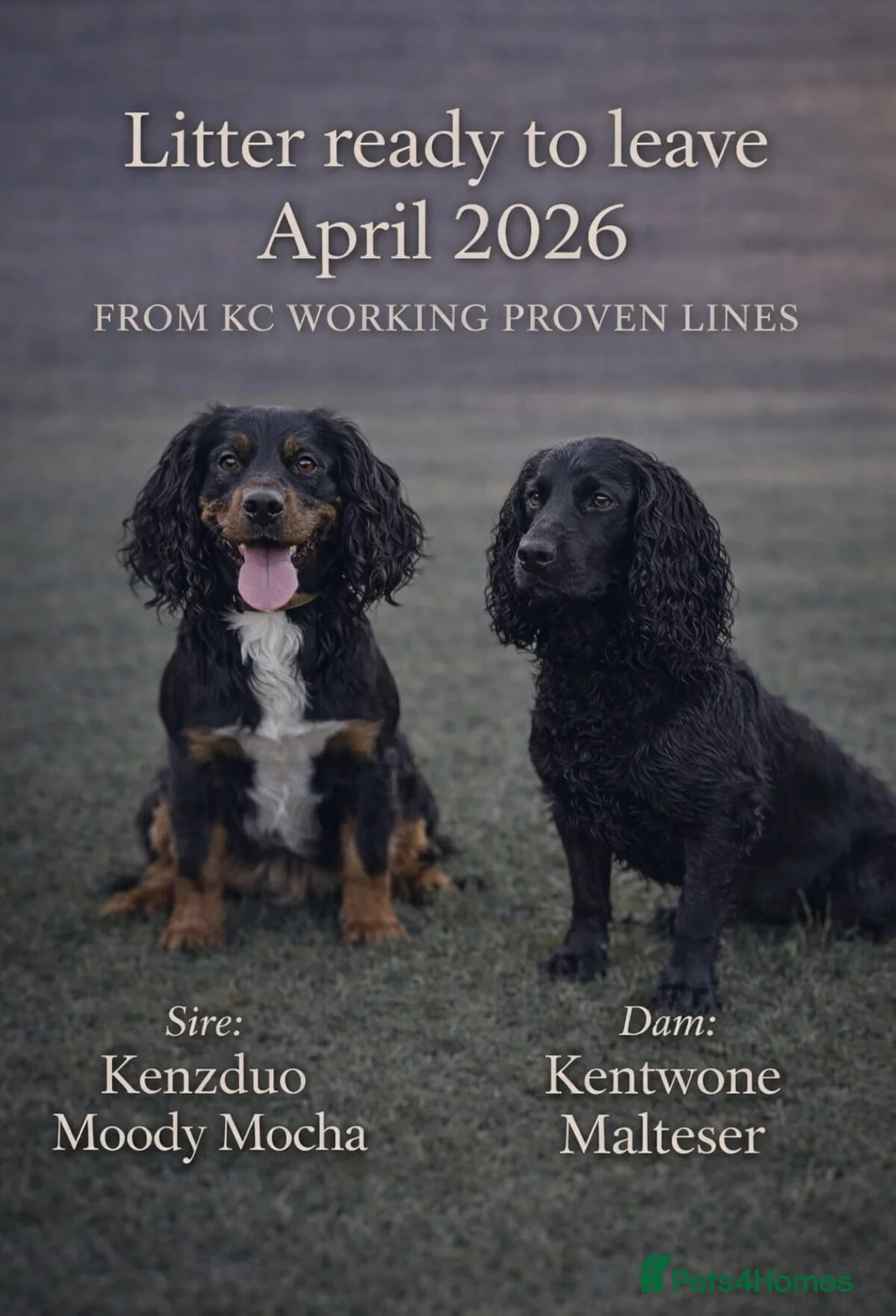 Cocker Spaniel dogs for sale: 4 stunning cocker spaniel puppies!🐶  in Bishop Auckland - Advert 1