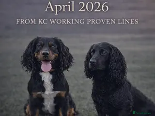 Cocker Spaniel dogs 4 stunning cocker spaniel puppies!🐶 - Advert 18