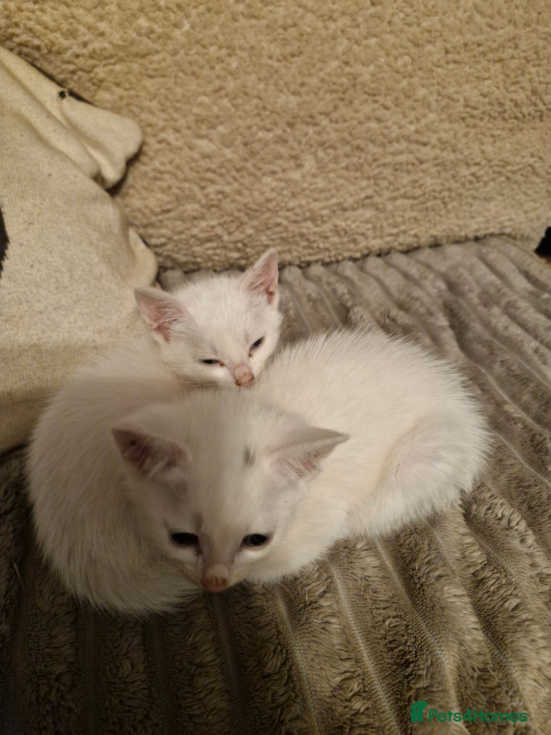 Mixed Breed cats for sale: Beautiful Siamese cross kittens - Advert 7