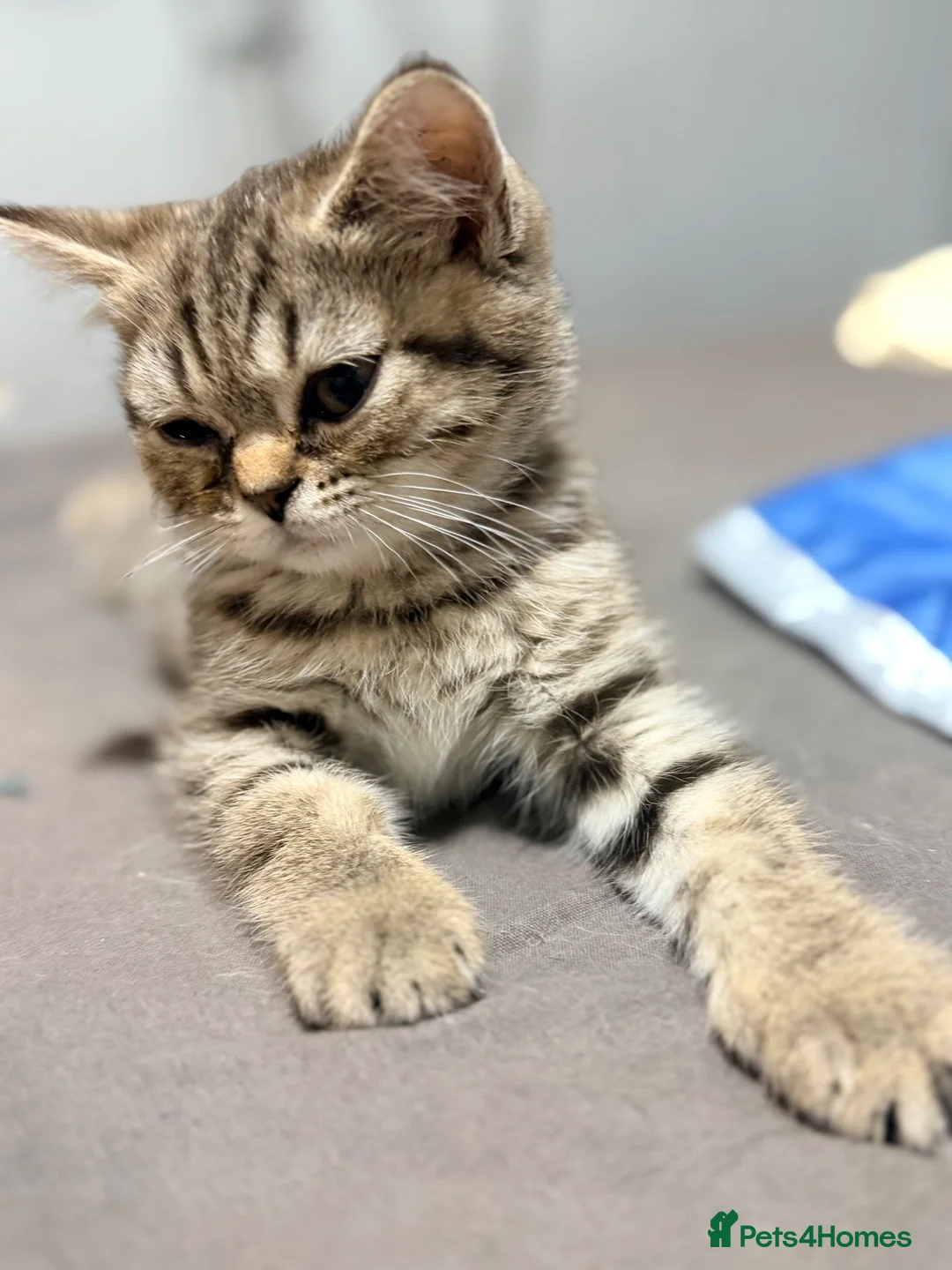 British Shorthair cats for sale: 2 left REDUCED PRICE ready now BSH mix   - Advert 2