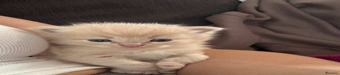 Mixed Breed Kitten 1