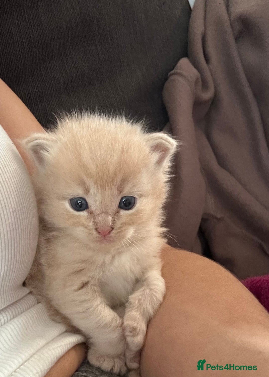 Mixed Breed cats for sale: Half ragdoll fluffy kittens  - Image 14