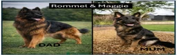 German Shepherd dogs for sale: Litter of Dual Purpose German Shepherd Dog Puppies - Advert 1