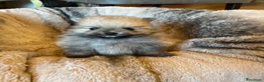 Pomeranian 3