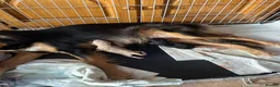 Mixed Breed dogs for sale: Collie German shepherd puppies - Advert 9