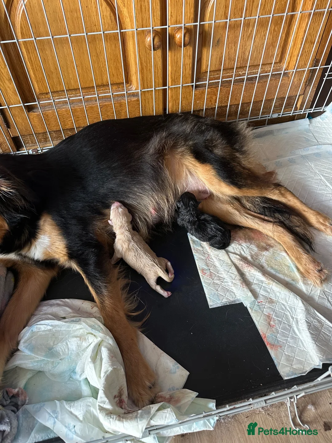 Mixed Breed dogs for sale: Collie German shepherd puppies - Advert 9