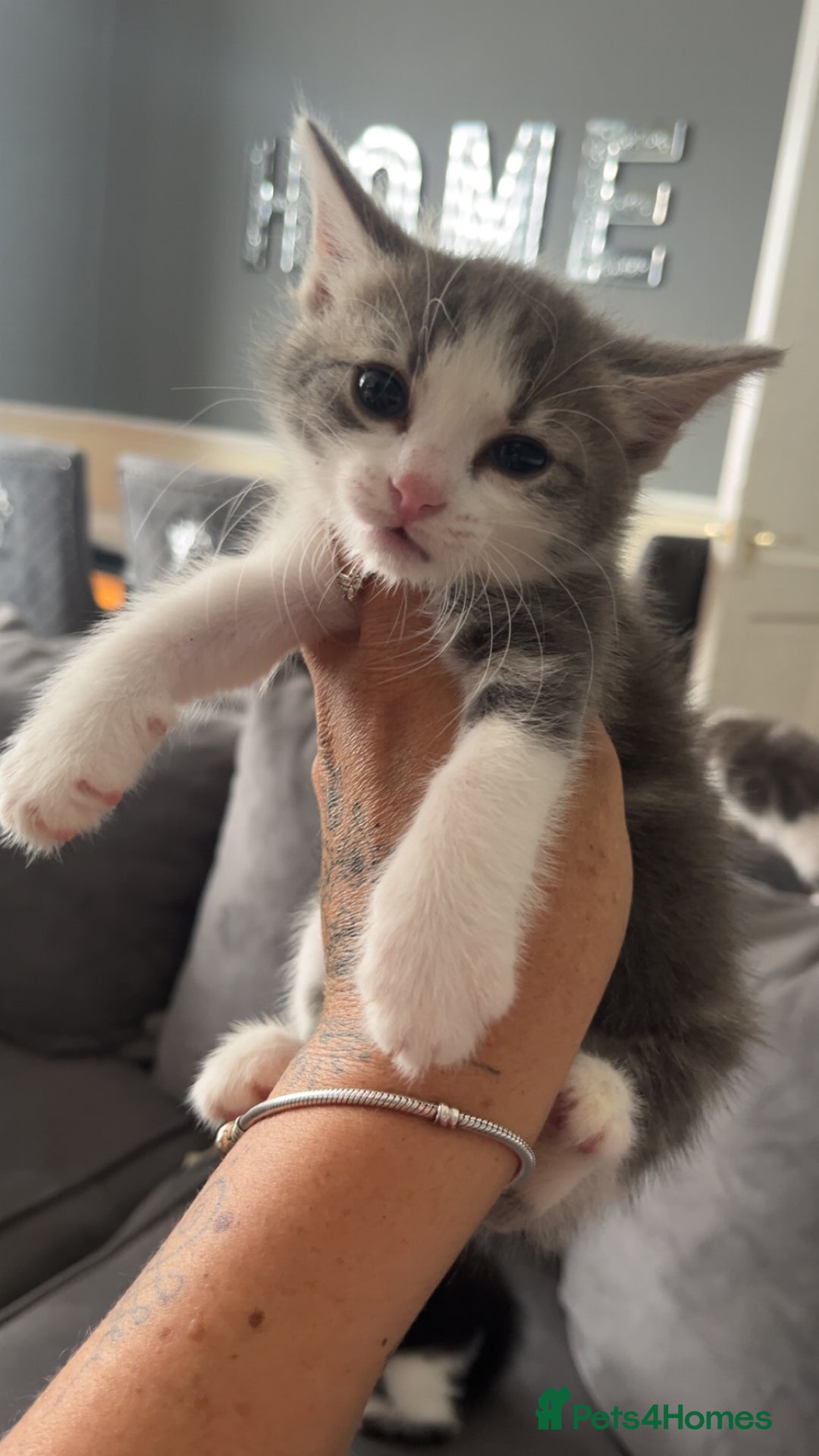 British Shorthair cats for sale: Beautiful British Shorthair Kittens  - Image 2