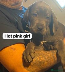 Cane Corso Puppy 9 hot pink