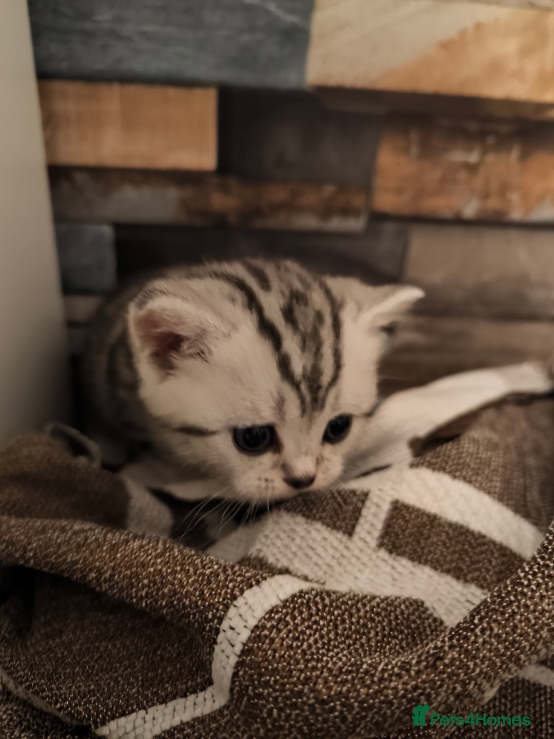 Scottish Fold cats for sale: Silver Tabby Scottish Fold Kittens: Rare&Stunning - Image 6