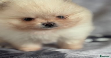 Pomeranian dogs - Advert 4