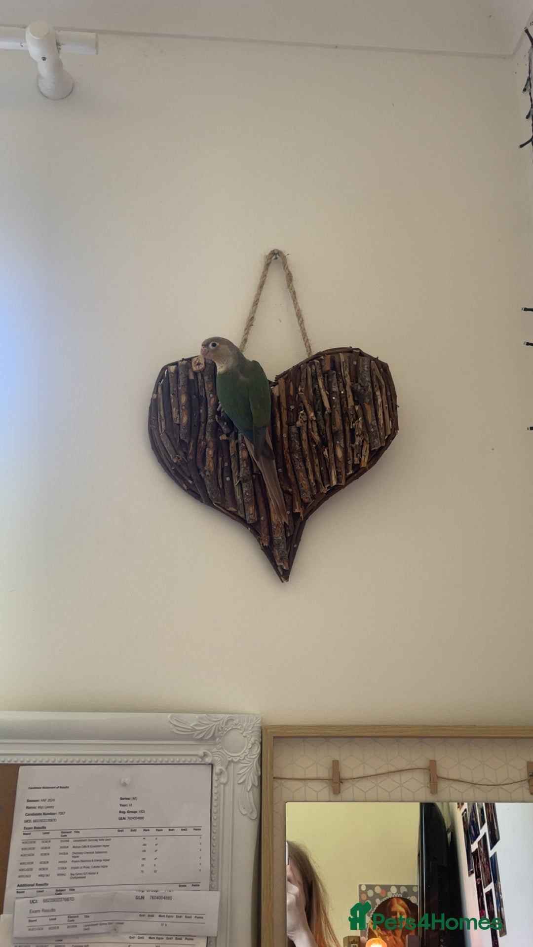 Conures birds for sale: Conure Parrot  - Image 5