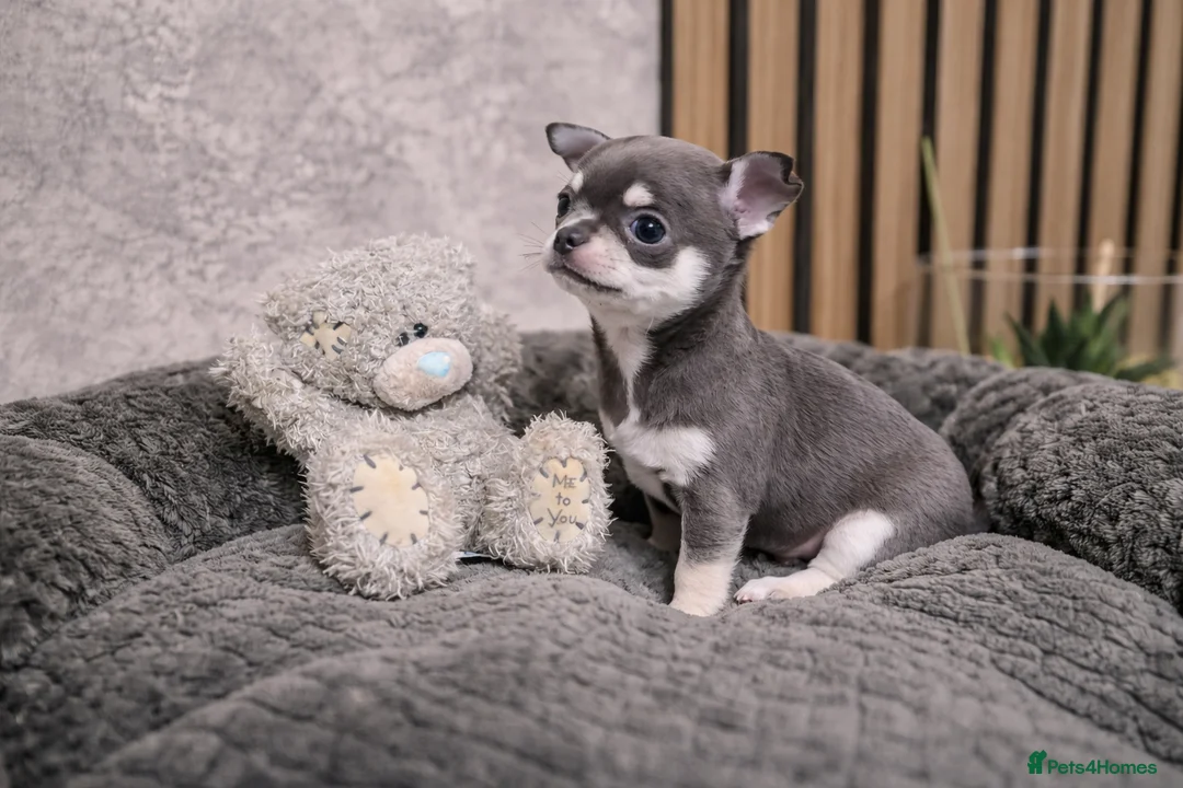Chihuahua dogs for sale: Tiny Chihuahua Puppies – Сhristmаs Babies - Advert 5