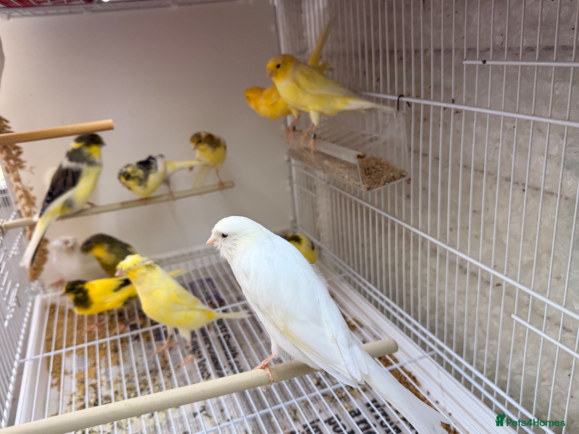 Finches birds Nice proven hens and males available  - Advert 9