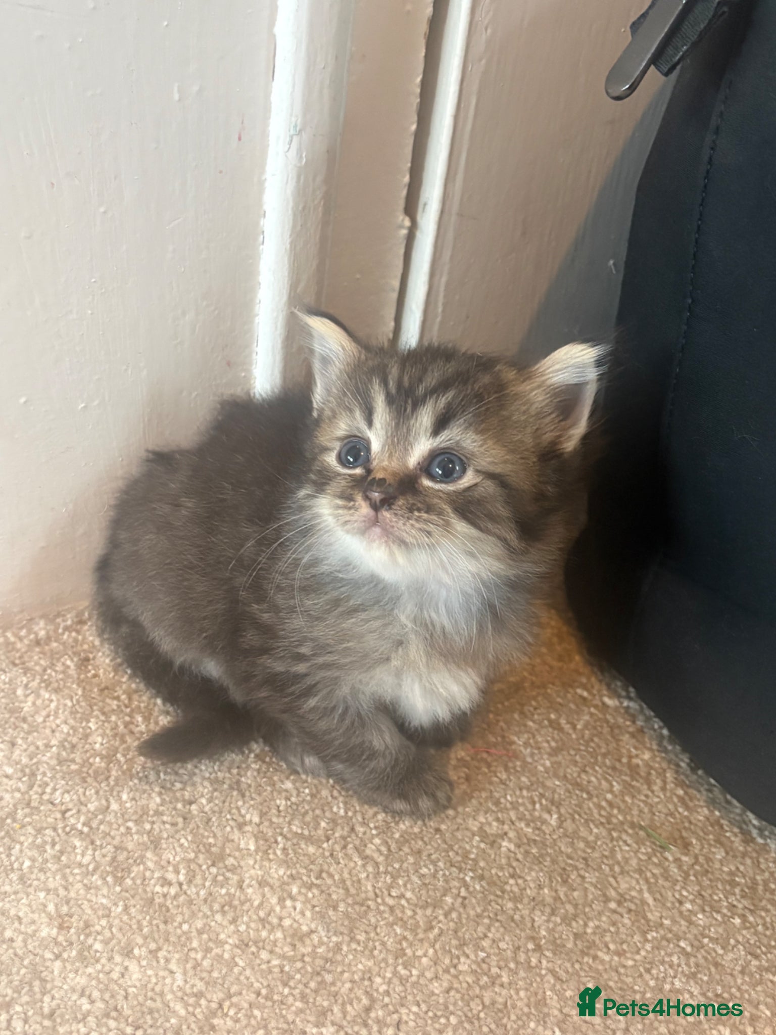 Mixed Breed cats 2 beautiful half ragdoll kittens  - Advert 3