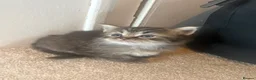 Mixed Breed cats for sale: 2 beautiful half ragdoll kittens  - Advert 1