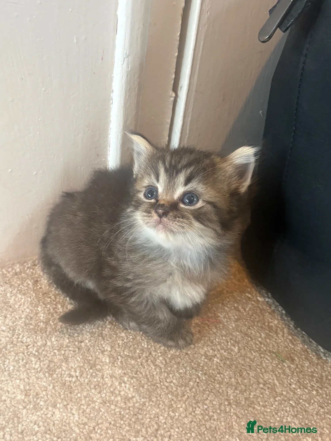 Mixed Breed cats for sale: 2 beautiful half ragdoll kittens  - Advert 1