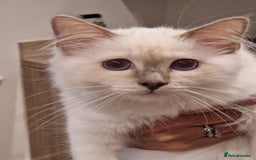 Birman cats for sale: Birman babies ready now. 26 years experience  in Billingham - Image 3