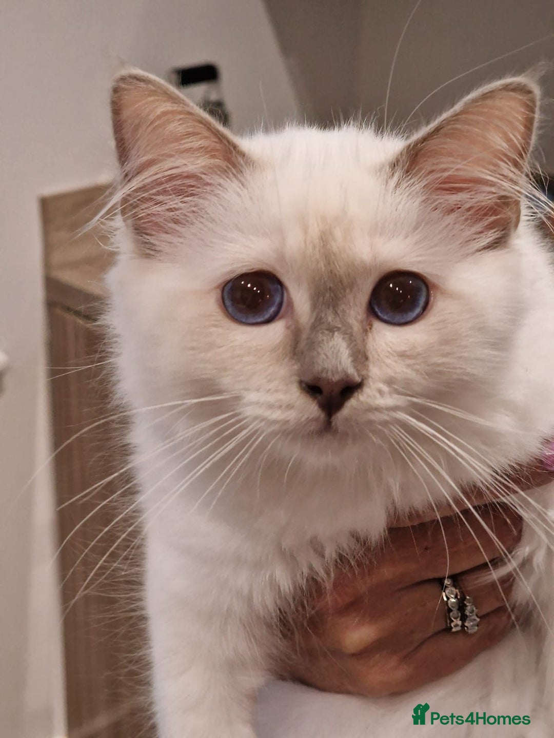 Birman cats for sale: Birman babies ready now. 26 years experience  in Billingham - Image 3