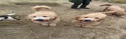 Goldendoodle dogs for stud: Goldendoodle for Stud - Advert 23