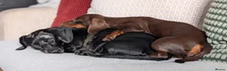 Miniature Dachshund dogs for sale: 2 female mini dushhound  - Advert 27