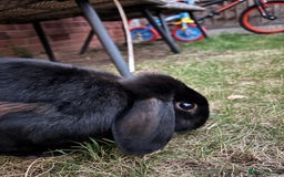 Mini Lop rabbits for sale: Mini Lop Rabbit looking for a home 🥰 - Image 2
