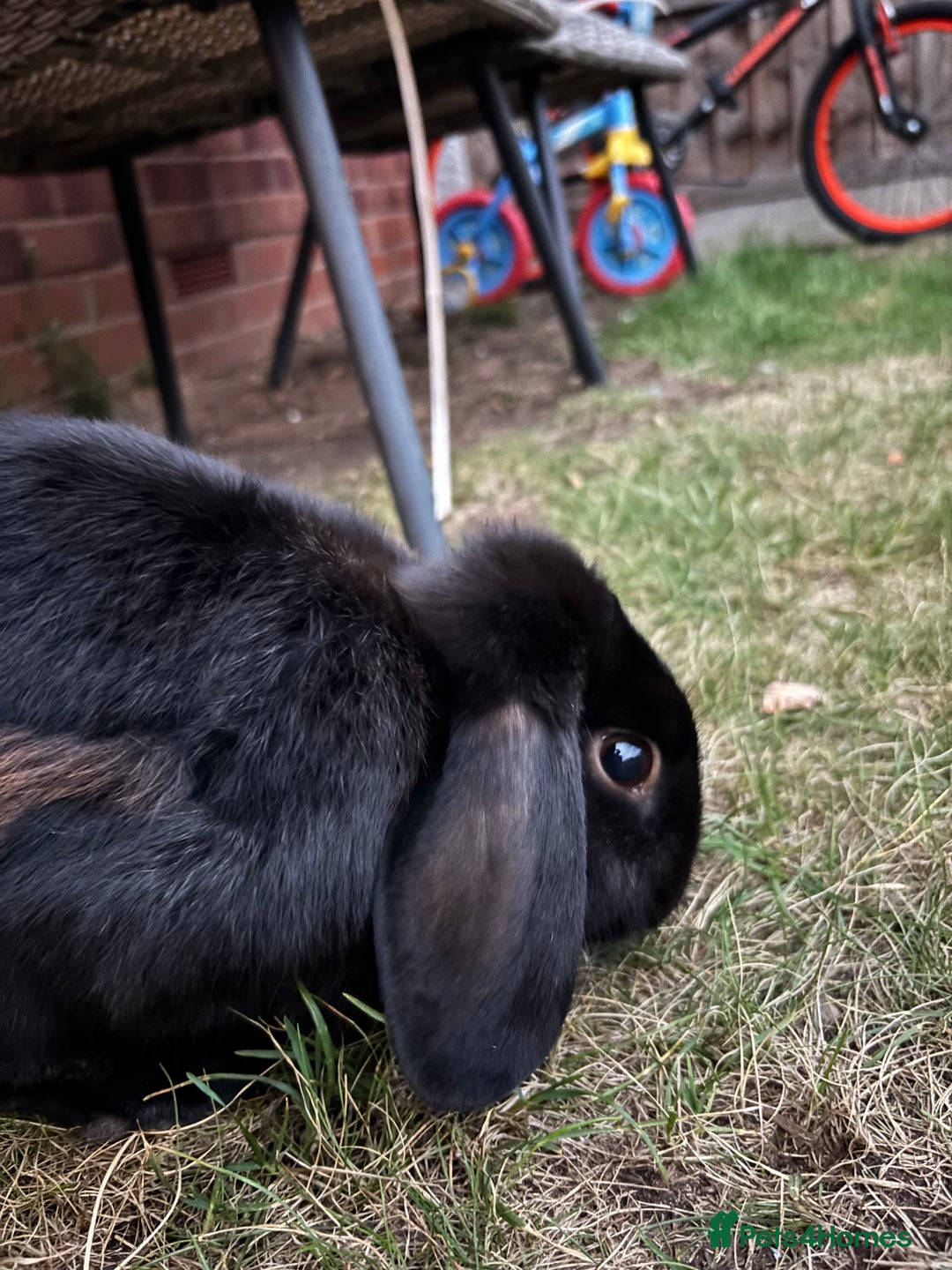Mini Lop rabbits for sale: Mini Lop Rabbit looking for a home 🥰 - Image 2