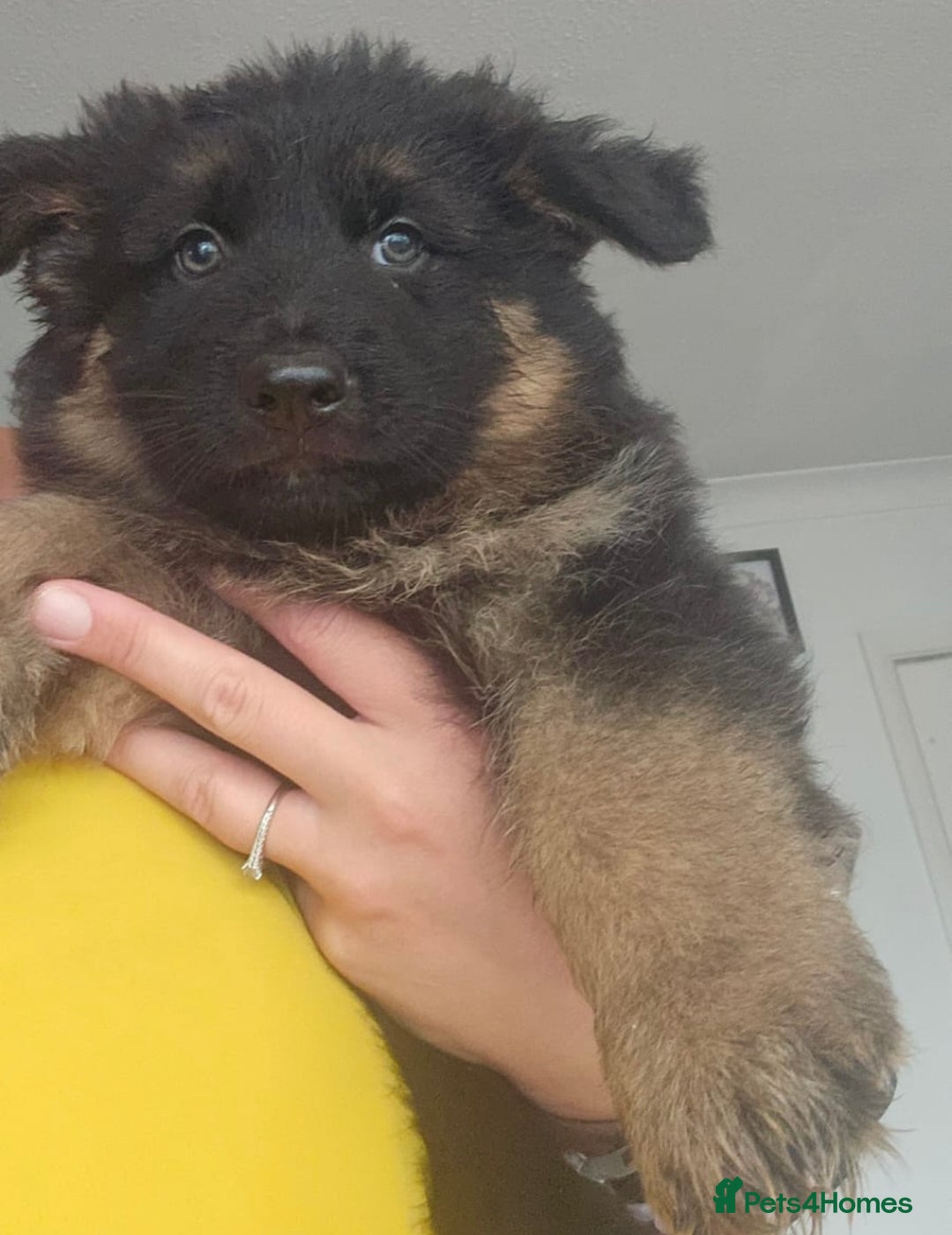 German Shepherd dogs for stud: German shepherd for stud  in Bexhill-on-Sea - Image 12