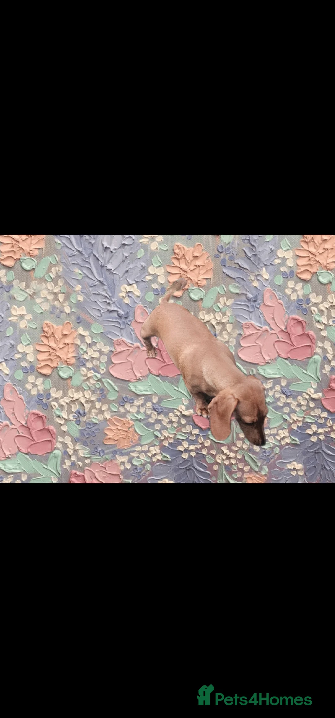 Miniature Dachshund dogs for sale: ⭐️⭐️⭐️⭐️⭐️ CREAM INTENSITY MINIDACHSHUND KCREG🐾❤️ - Advert 16