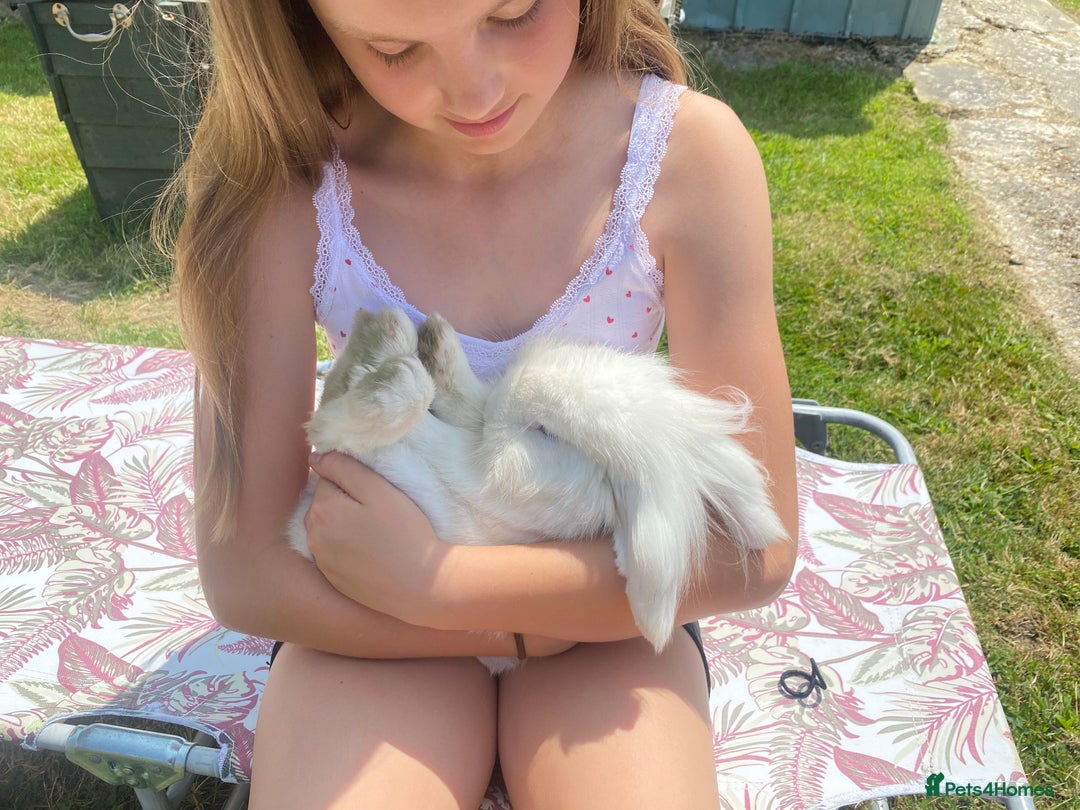 Gallery Image {{count}}